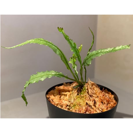 Microsorum sp. Short Dragon Tail