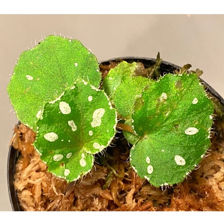Begonia sp. from Rahad Datu [TK081116-1]