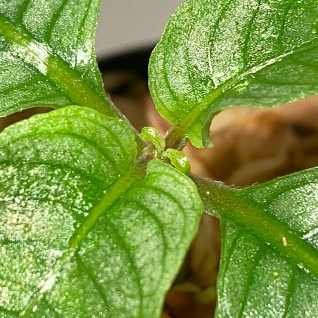 Ophiorrhiza? sp. "Kab. Sanggau" Kal barat [TB]