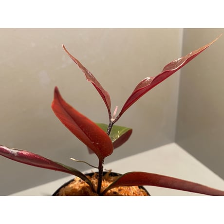Medinilla sp. from Irian Jaya Papua