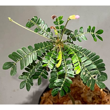 Biophytum dendroides from Colombia