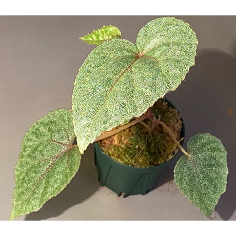 Begonia sp. from Ha Noi [TK140617]