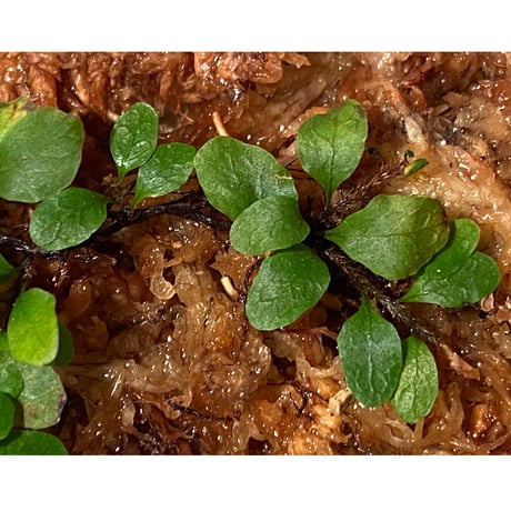 Microgramma heterophylla