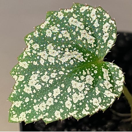 Begonia sp. from Na Hang [YH1118] TK
