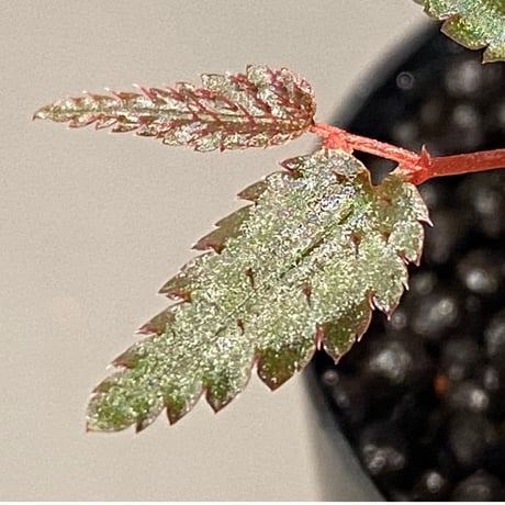 Begonia pteridiformis from Thailand