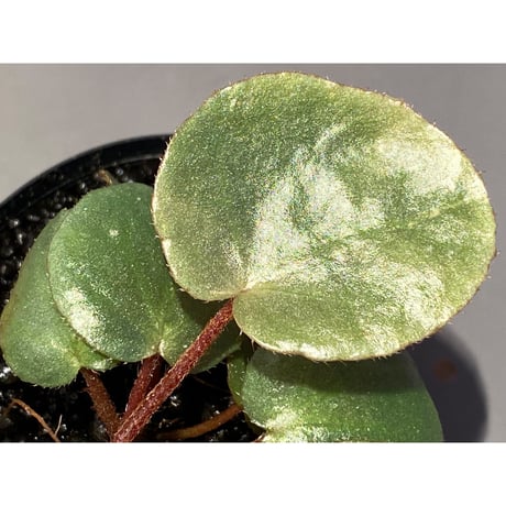 Begonia sp. f1 from Sumatera [NT ORCHID]