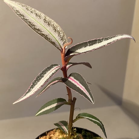 Labisia sp. from Kapuas hulu Kalimantan barat