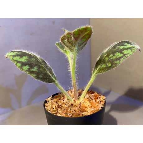 Kohleria amabilis from Colombia