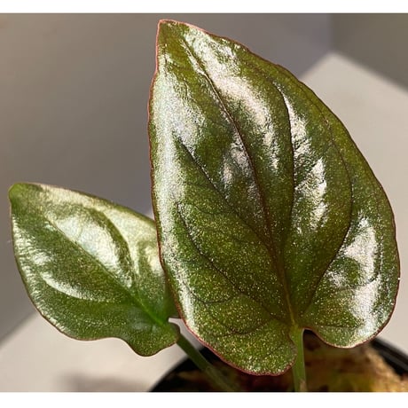 Syngonium sp. from Choco Colombia [tamakay]