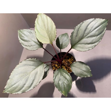 Homalomena 'Rec1-29' K0718-f1 [KZT]