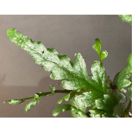 Bolbitis sp. from Siberut [LA 2012年]