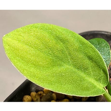 Homalomena sp. 鮫肌C from Aceh Sumatera [LA0816-2]