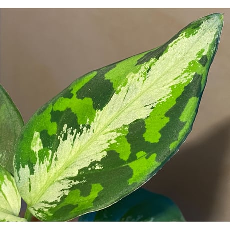 Aglaonema pictum "マルチカラー白玉" D.F.S from Sumatera barat [AZ0912-1]
