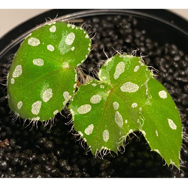 Begonia sp. from Rahad Datu [TK081116-1] | M・R・G・R