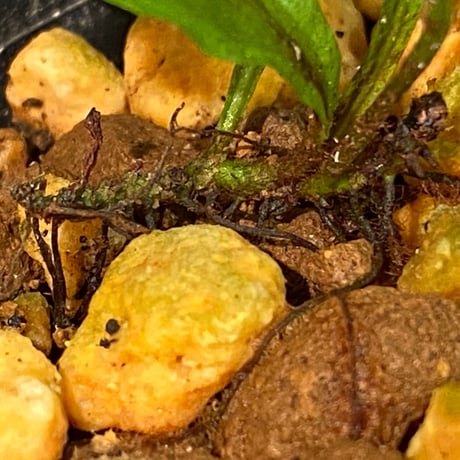 Microsorium sp. from Krabi Southern Thailand