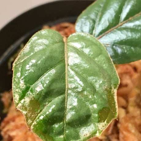 Pterisanthes sp. from Sabah Malaysia