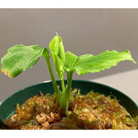 Homalomena sp. (Green) from Solok sumatera [LA0214-3]