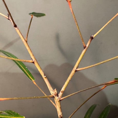 Codiaeum peltatum ニューカレドニア 中央山脈 標高600m付近 [KSB]