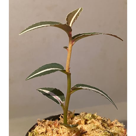 Labisia sp. from Kapuas hulu Kalimantan barat