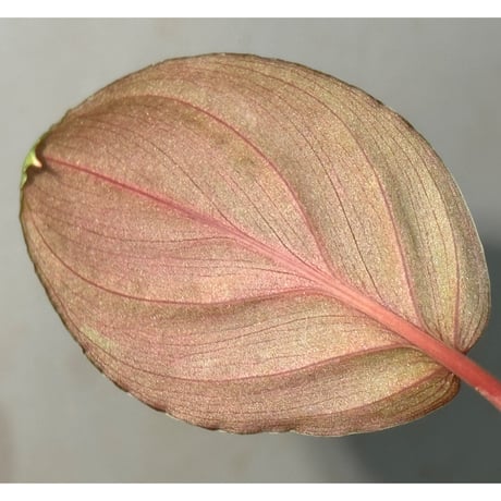 Homalomena sp. "Red leaf" from Kalbar [AZ0823-2]