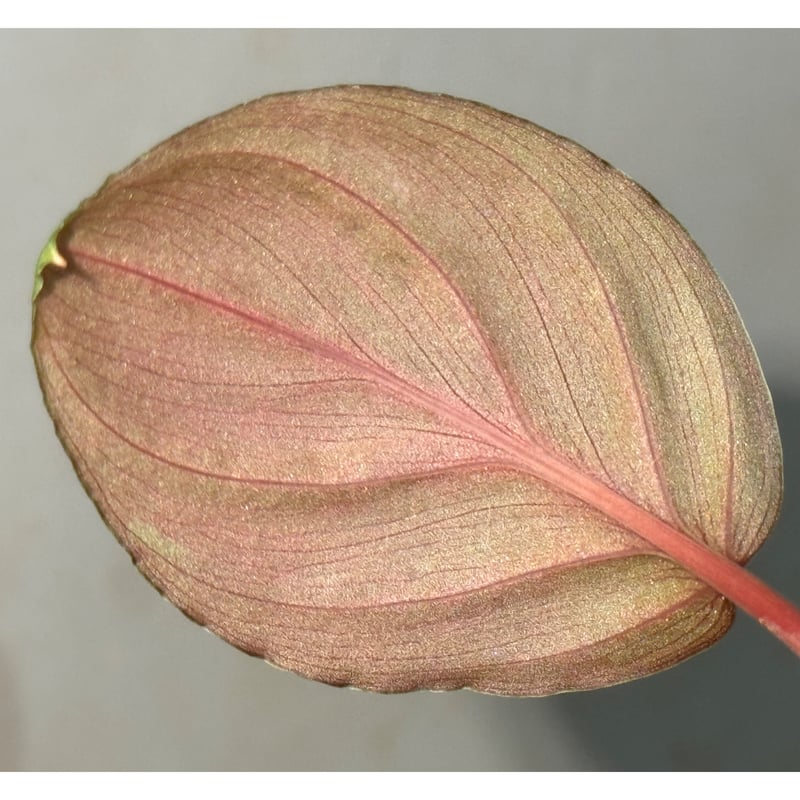 さらみさん専用　homalomena fit=scale-down,w=1200