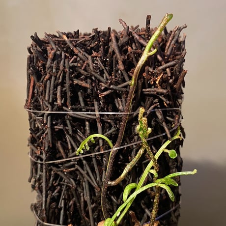 Teratophyllum ludens from Selangor Malaysia