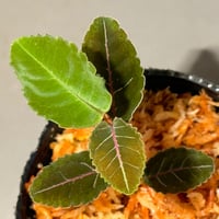 Labisia sp. from Riau sumatera