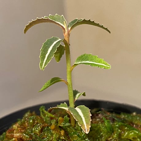 Labisia sp. from Kapuas hulu Kalimantan barat