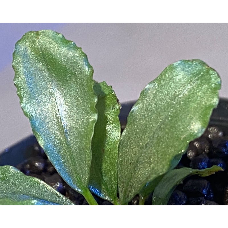 Bucephalandra sp. 