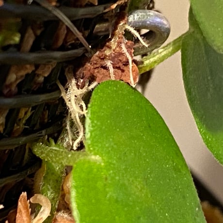 Peperomia sp. from Iquitos Peru [tanakay]
