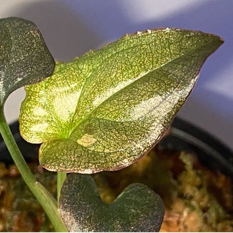 Syngonium sp. from Choco Colombia [tanakay]