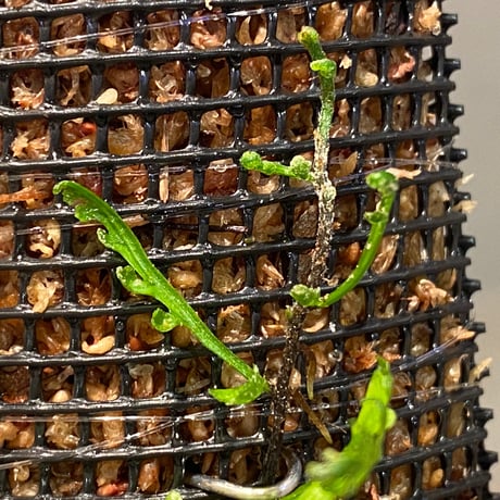 Teratophyllum aculeatum from Nanga pinoh [TB]