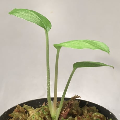 Homalomena sp. from Air Terjun Resun Pulau Lingga