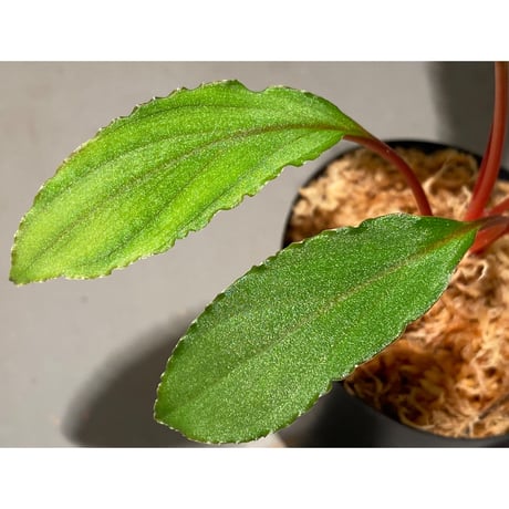 Homalomena sp. from Riau sumatera [LA0815-01] ①