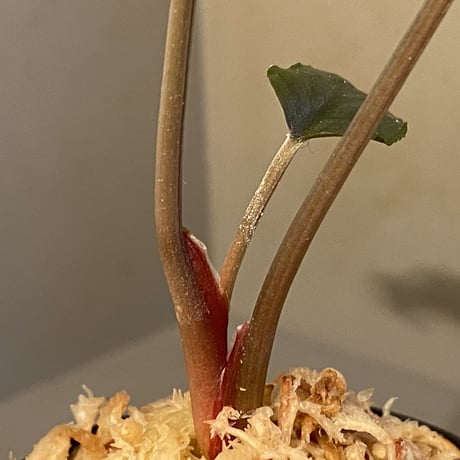 Homalomena sp. "Red" from Bogor