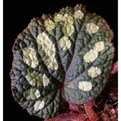Begonia sp. from Tuyen Quang [YH1117] TK