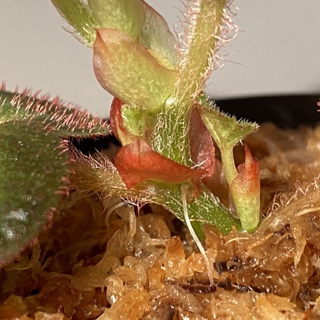 Begonia sp. from Manaus