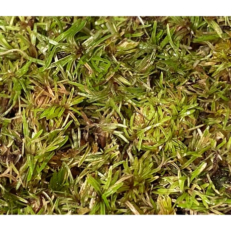 Moss from Ipoh State Malaysia