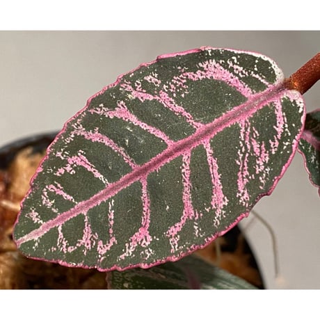 Labisia sp. from Riau