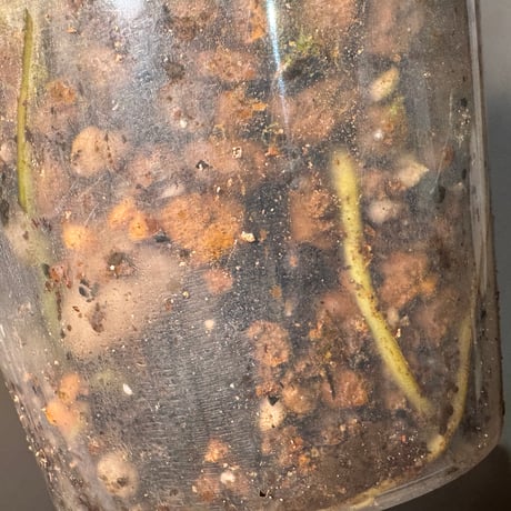 Holochamys beccarii from  Kerom Papua