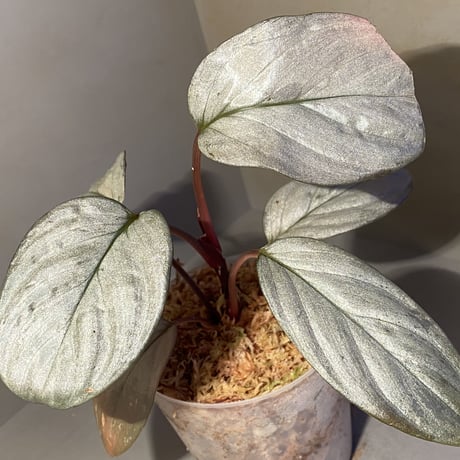 (大株) Homalomena sp. "Silver Bullet" from Pulau Lingga [AZ0917-1]