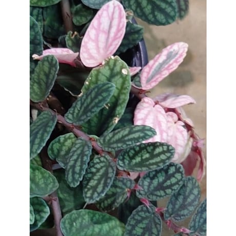 Pellionia pulchra "Siam Pink Moon"