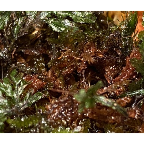 Hymenophyllum sp. from Ko Mak Thailand ③