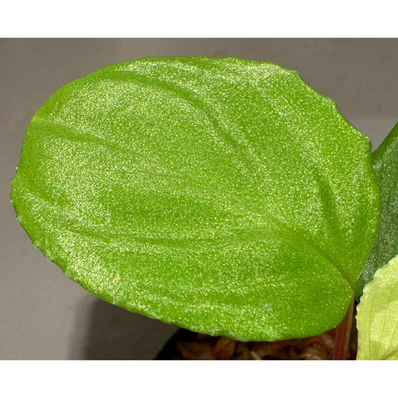 Homalomena sp. from Malalak [TK110117] | M・R・G・R