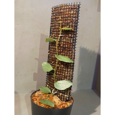 Ficus sp. "Muara wahau" white Kalimantan timur [TB]