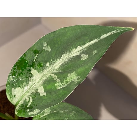 Aglaonema pictum A "しるば〜らいん" from Aceh sumatera [LA0315-04j]