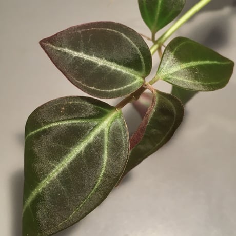 Pachycentria sp. from Selangor