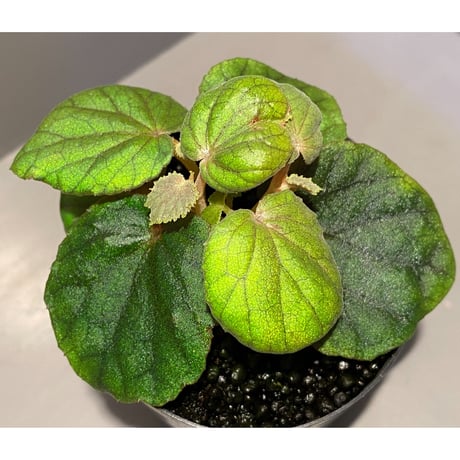 Begonia sinuata