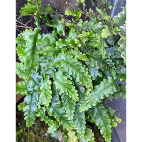 Teratophyllum "Birdwing-fern" from Bentong [AZ0117-3]