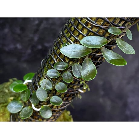 Marcgravia sp. "Azreal"